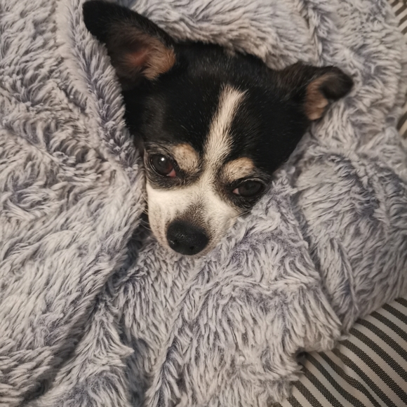 Meet your Posher, Bu - Picture 1 of 1